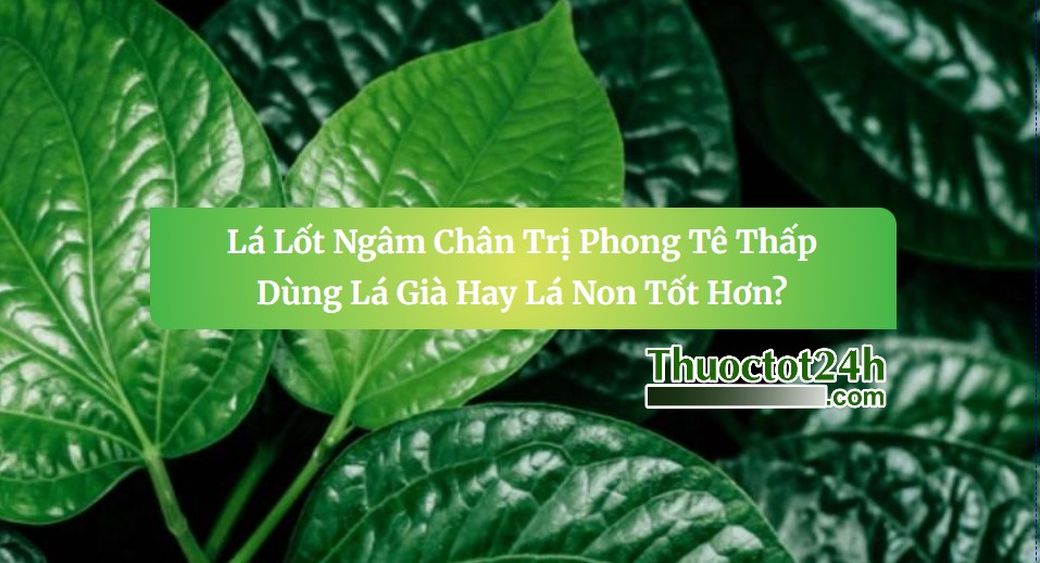 Lá Lốt ngâm chân trị Phong Tê Thấp nên dùng lá già hay lá non?